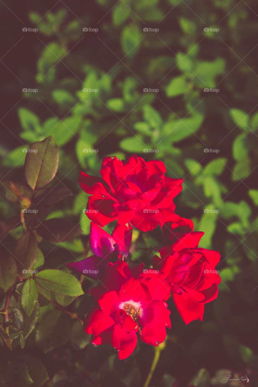 Close-up of red roses
