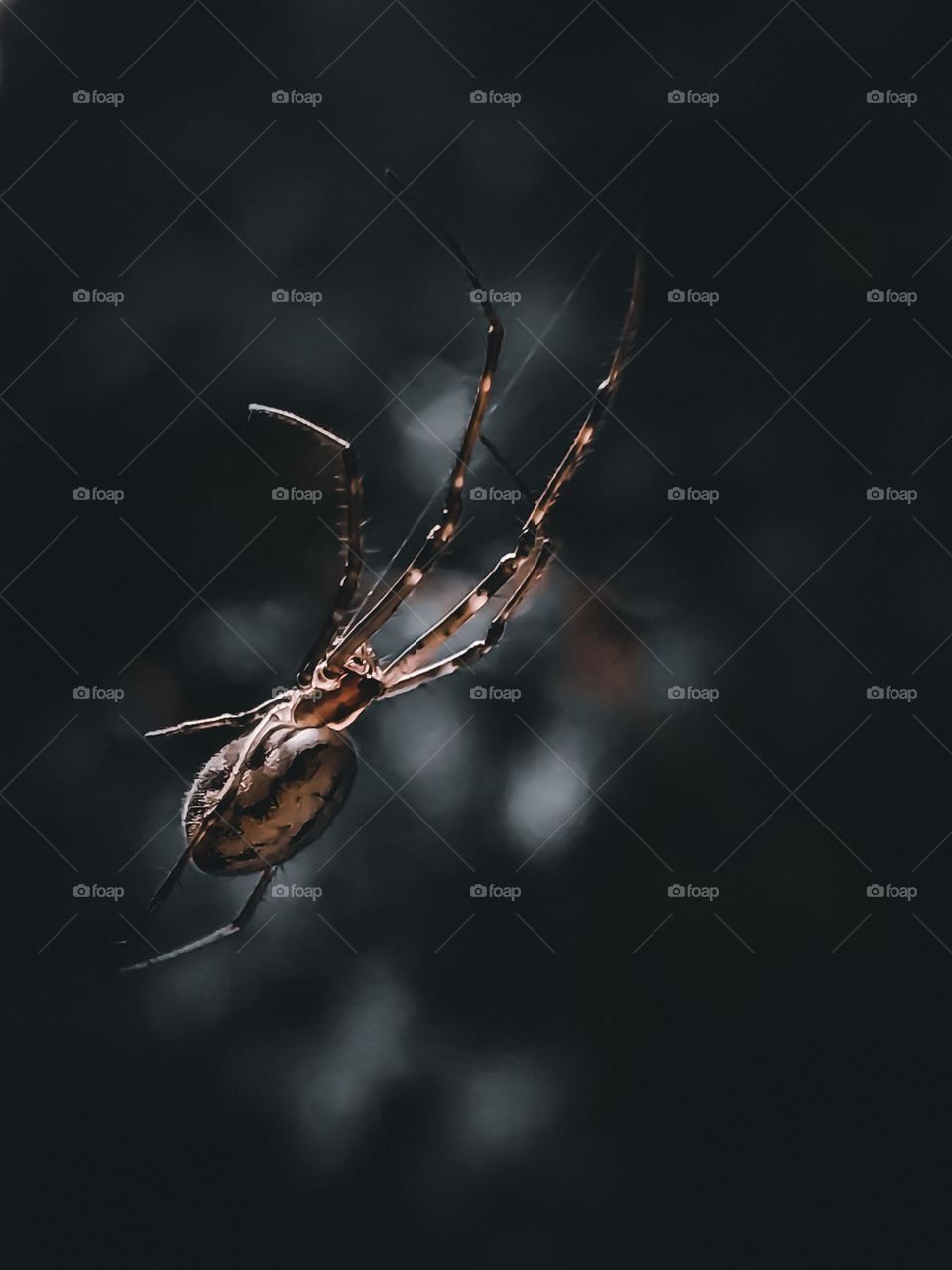 spider, in photo 2021