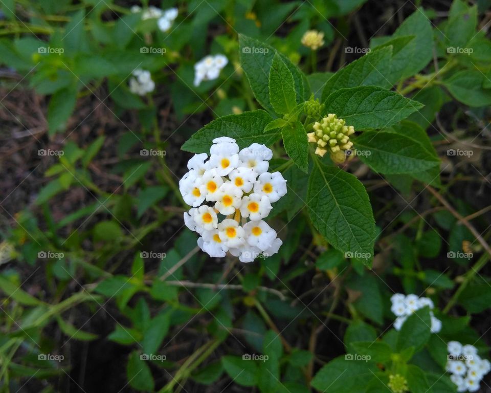 White flower on the park