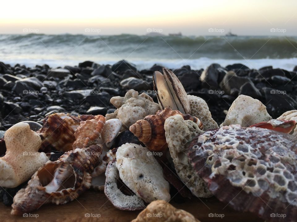 Seashells on beach at morning