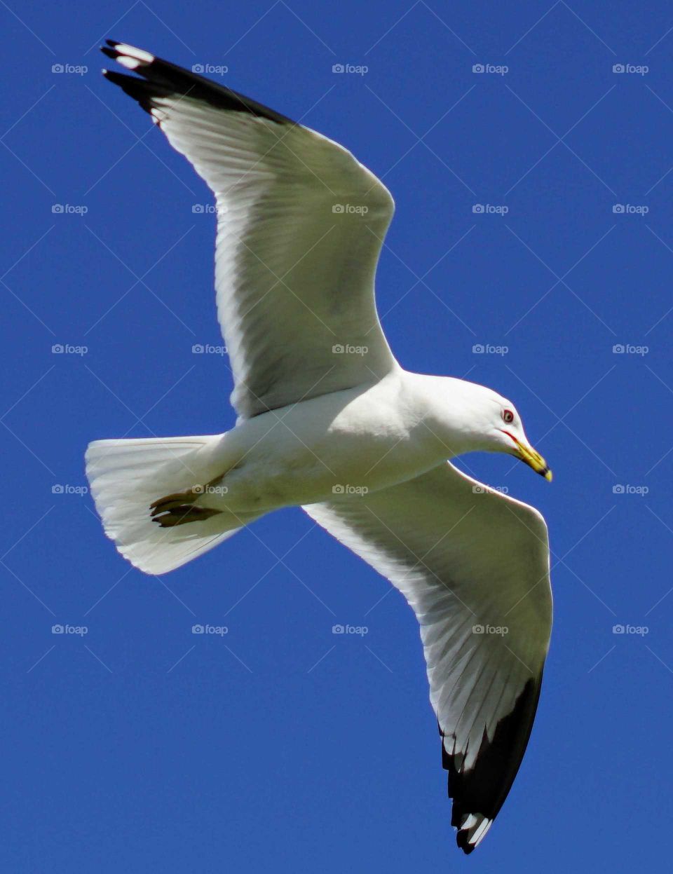 seagull closeup