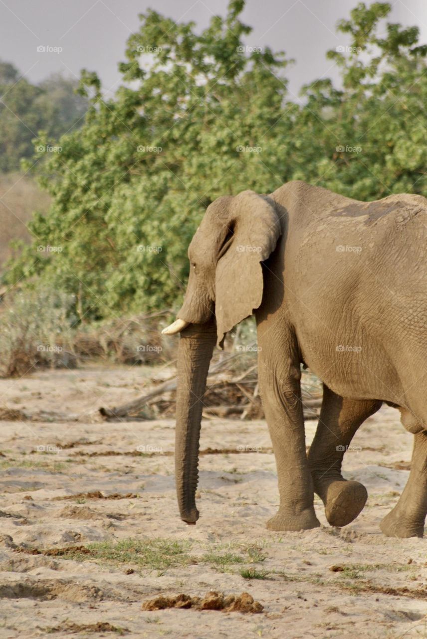 An elephant walking away 