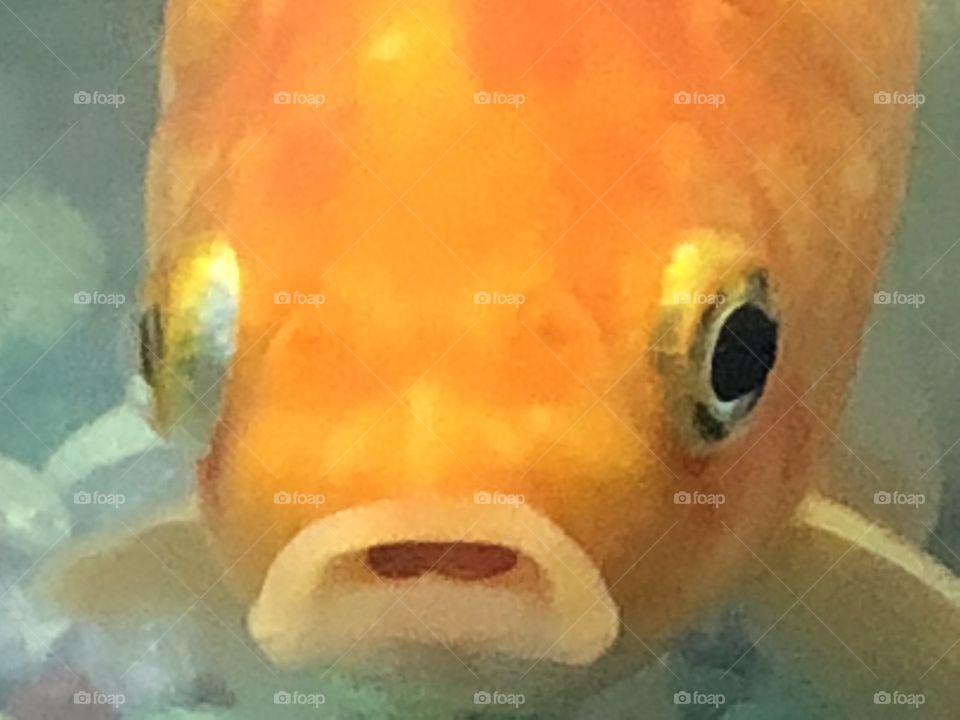 Funny fish expression