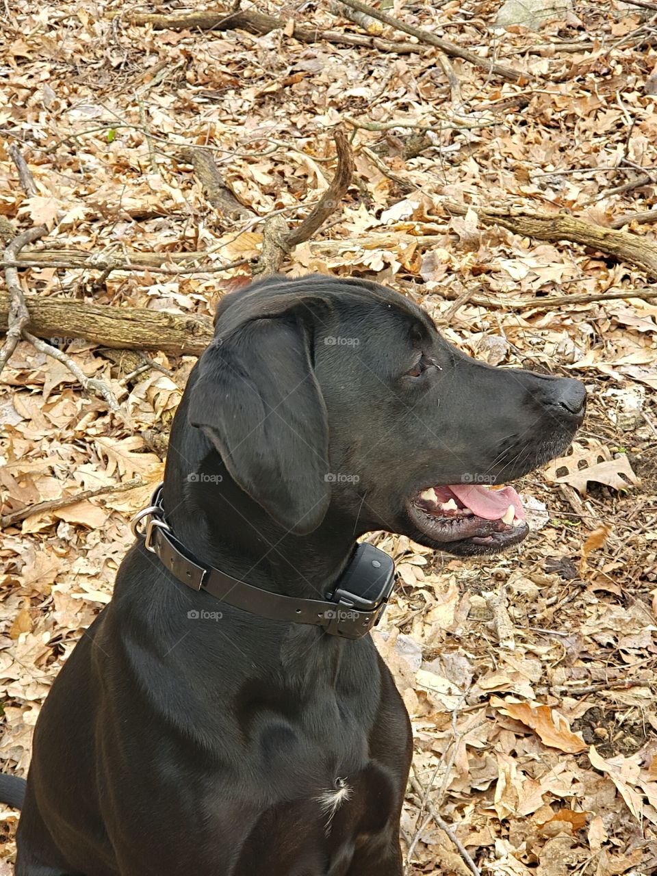 black labrador in the woods