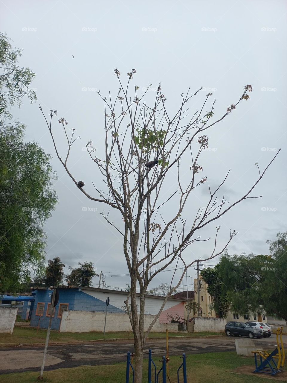 O canto dos pássaros na árvore.  O canto é a mais característica  manifestação  sonora das aves. Está ligado à demarcação  de território  e ao cortejo