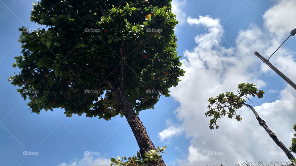 Sky.. tree