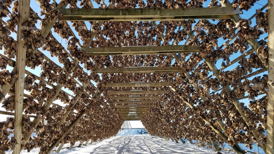 Dry Atlantic cod racks