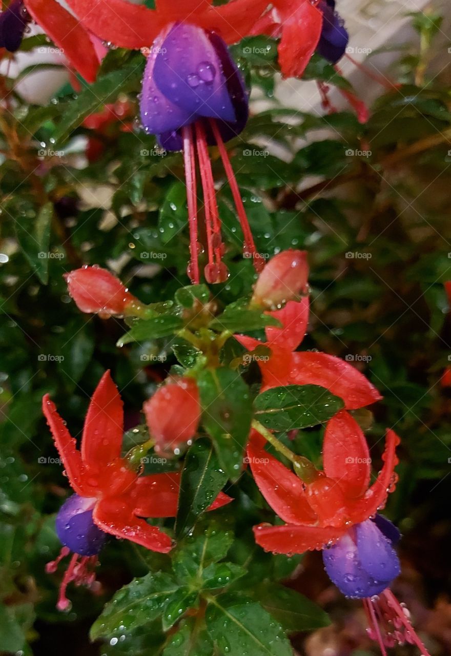 red purple plant flower