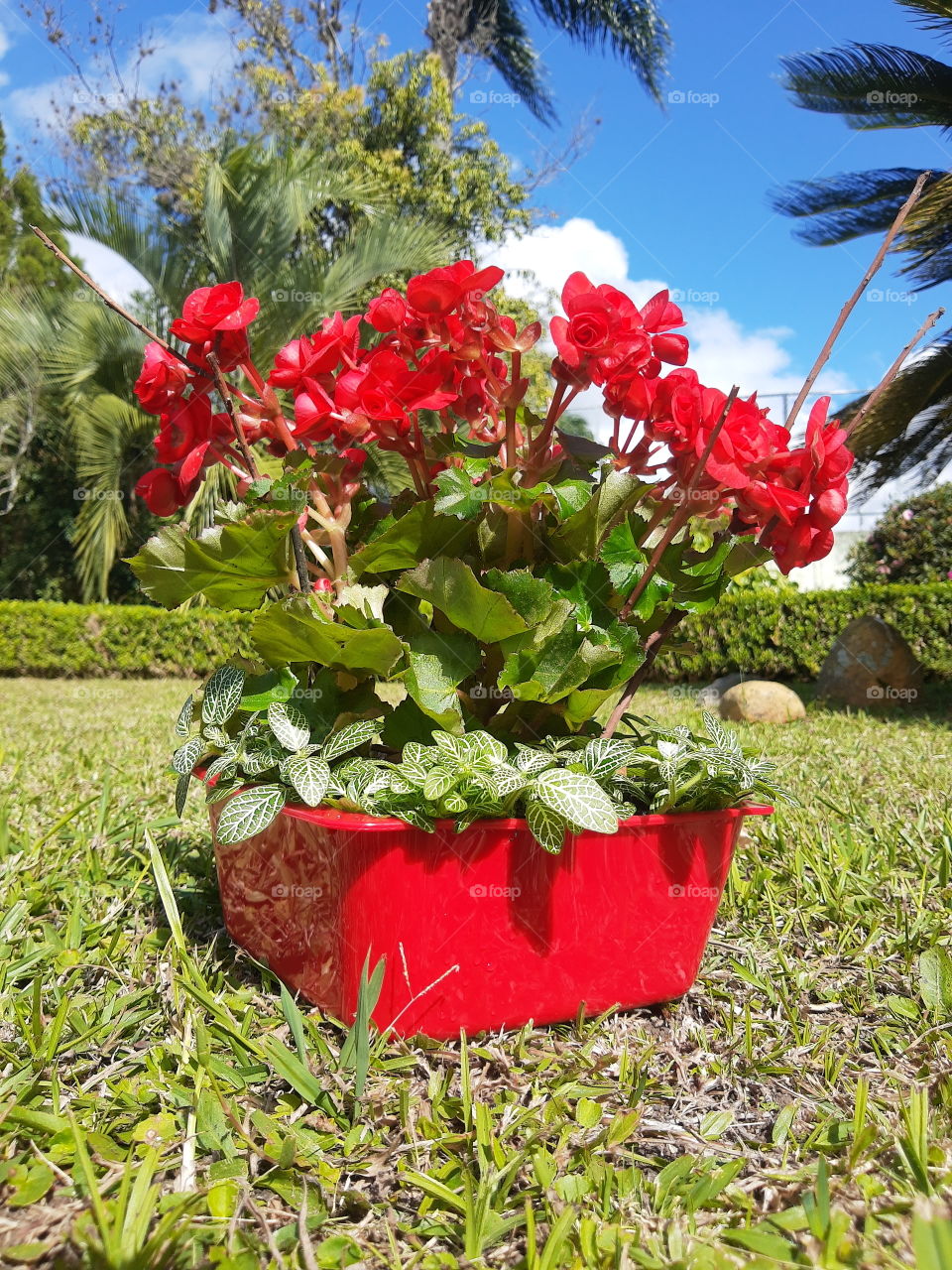 begonia's arrangement