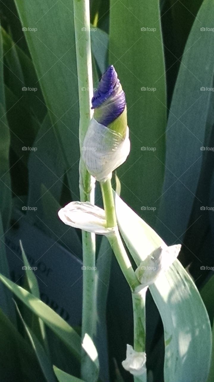 iris. spring flowers