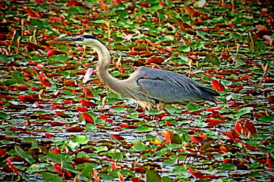 Great Blue Heron