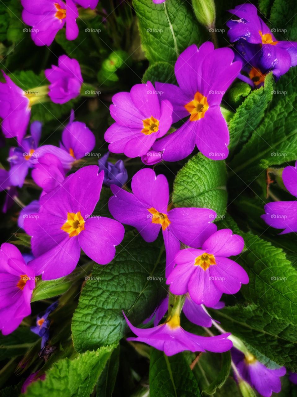 A beautiful photo of a deep lavender coloured primrose captured in good lighting with bright colours and green leaves