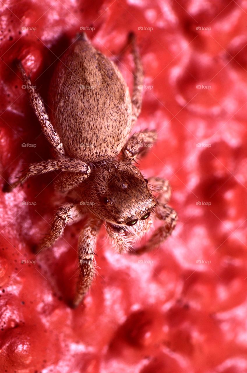 Macro photo of a jumping spider in my backyard.