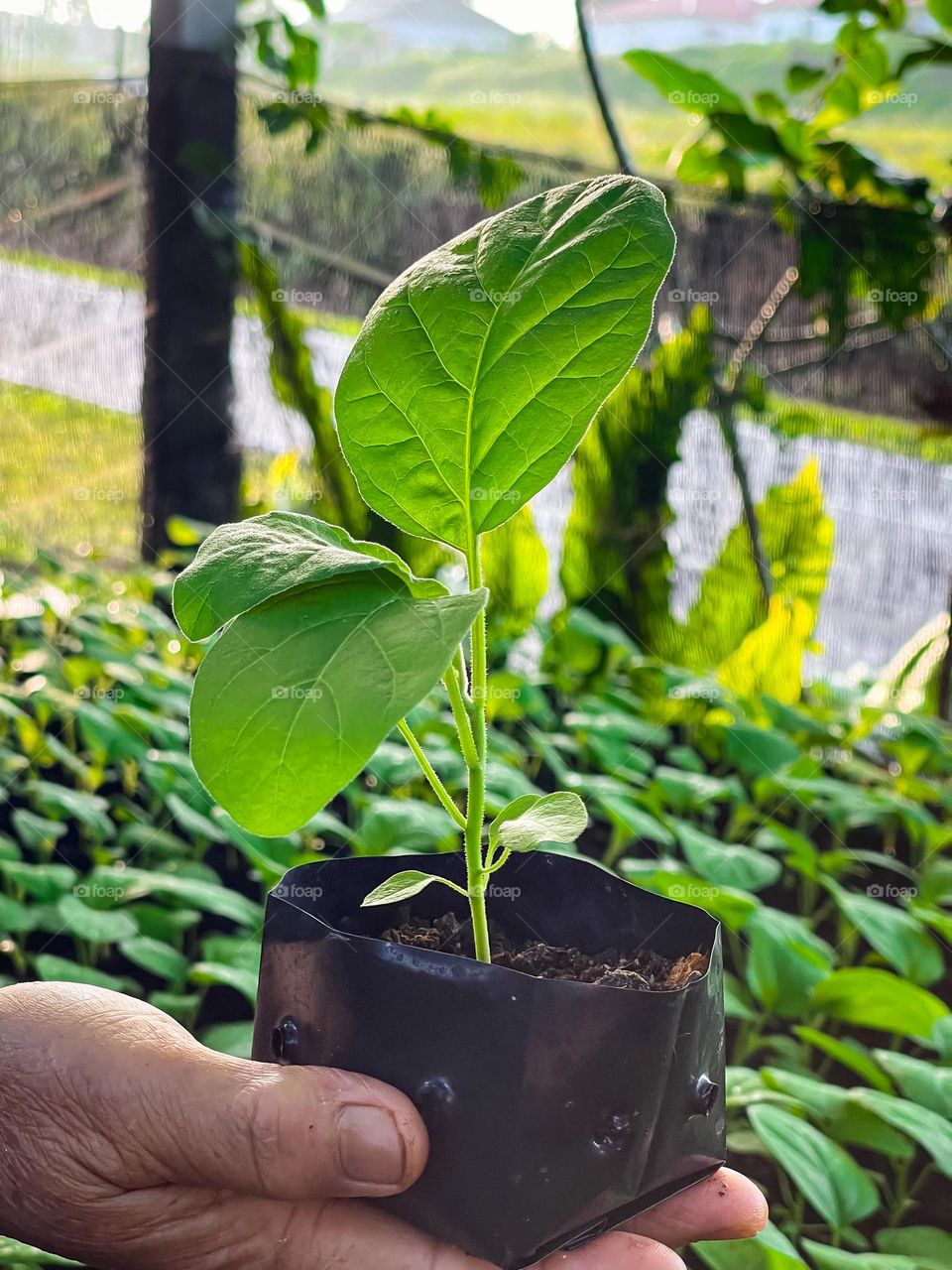 A hand holding a growing seeding in a black poly bag 