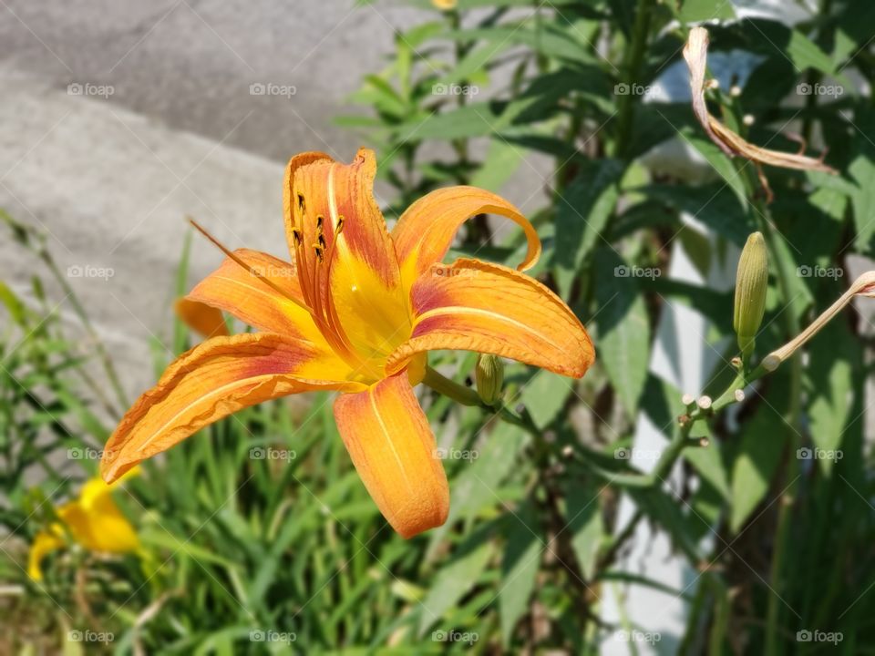 An open and bloomed bright orange and yellow lily