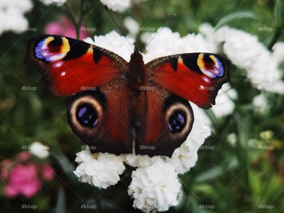 red admiral butterfly