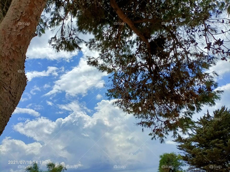 cielo tra cime albero