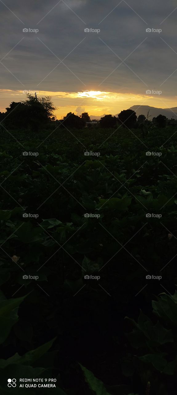 When the sun sets, the world becomes its home for gold.
Sun rays get Vitamin D.