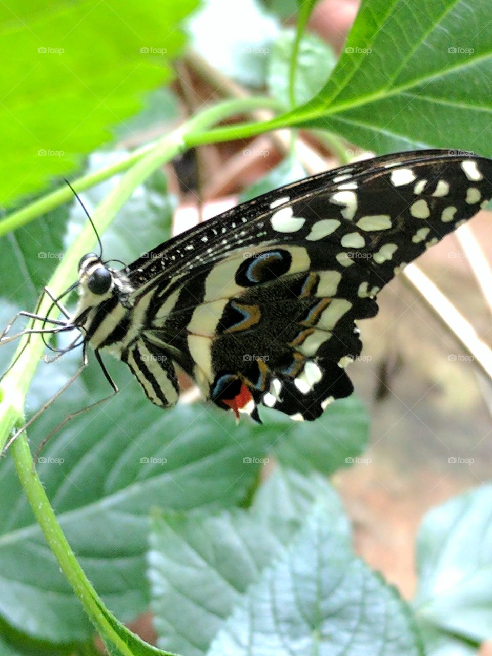 stunning butterfly