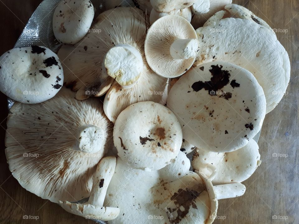 Pappery milk-cap (mlijčnica) not yet cleaned and ready for cooking