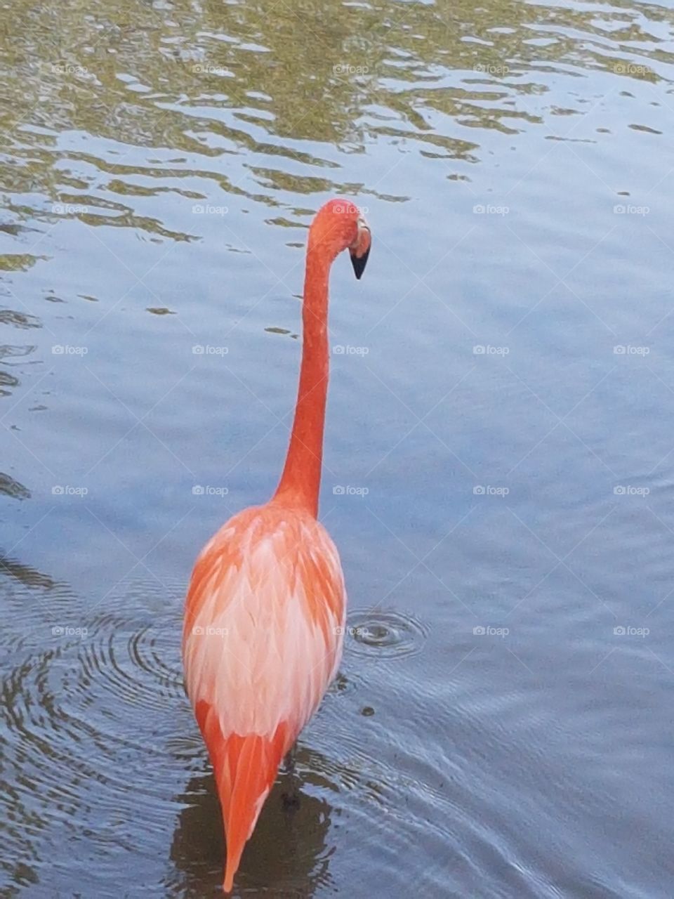 Caribean flamingo! They are more pink then normal flamingos!!