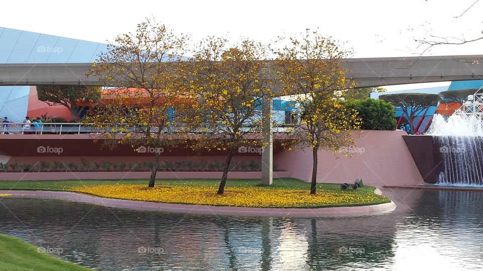 Dropping Yellow. these glorious yellow leaves are so beautiful