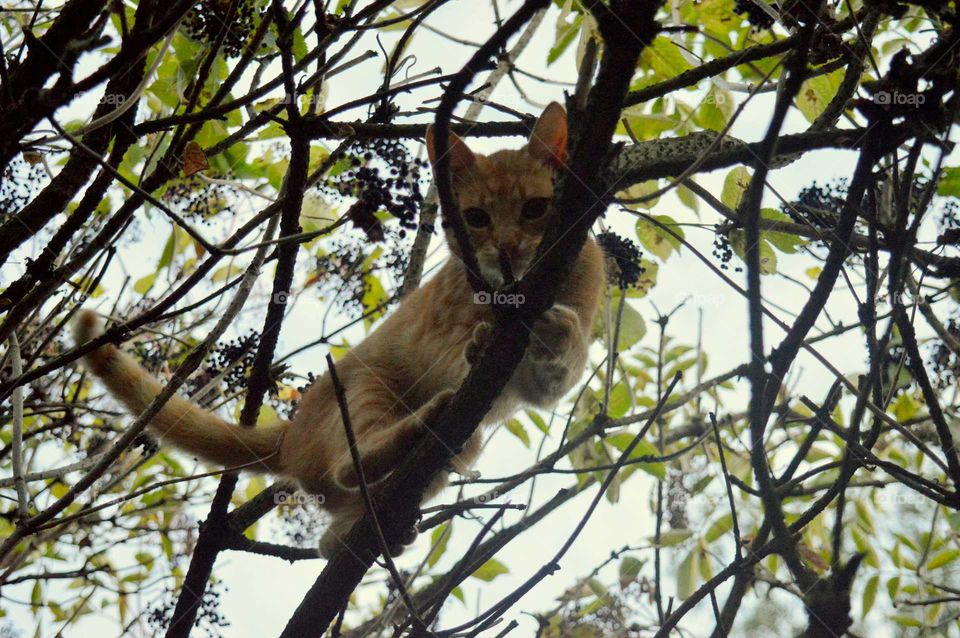 cat explorer