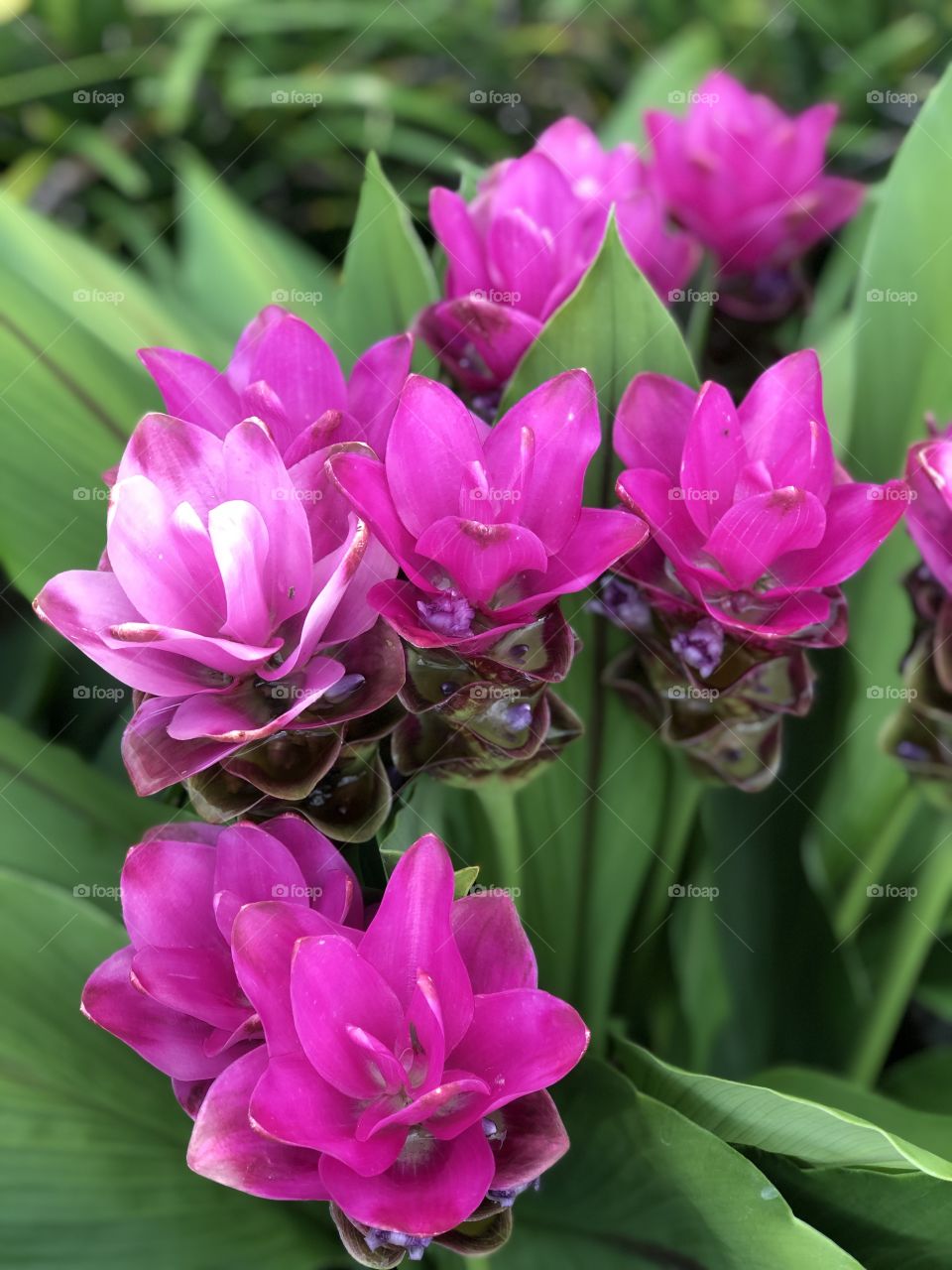 Purple flowers