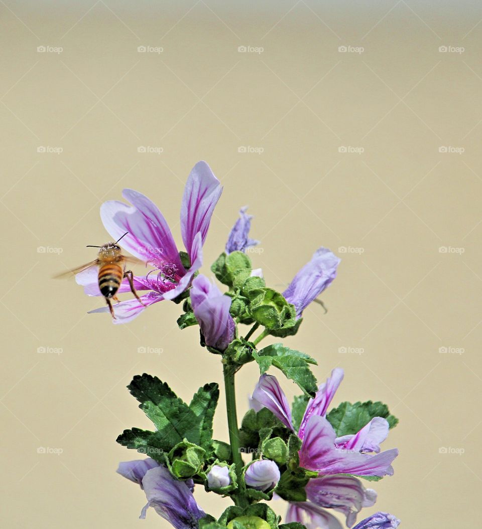 nature's buzzy 🐝 bee