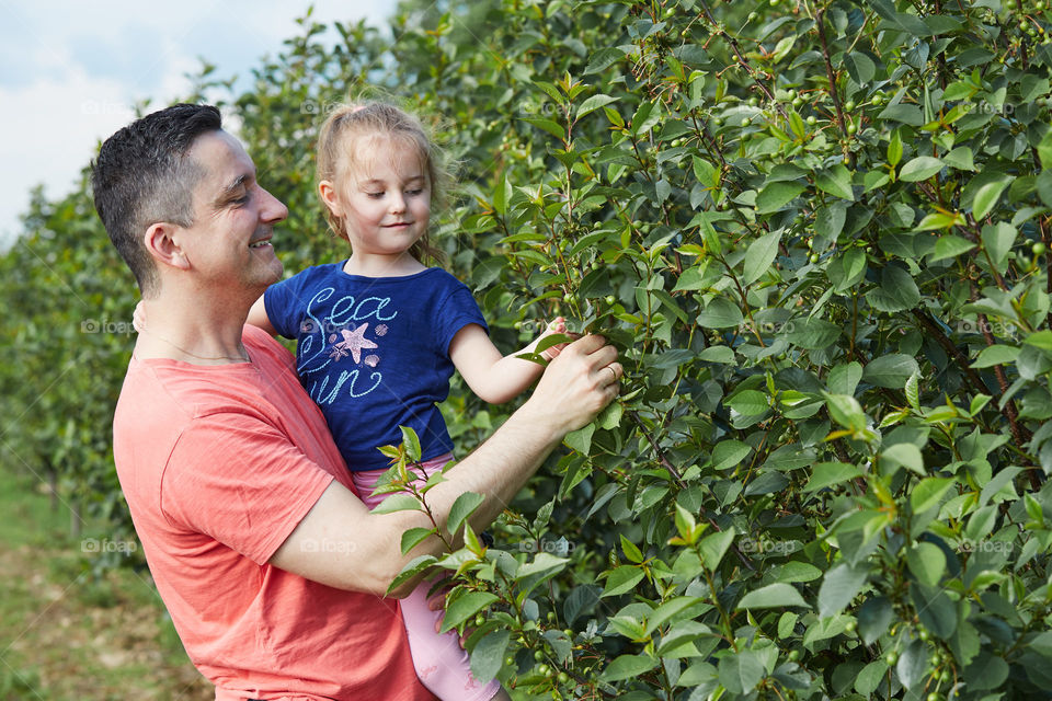 Father showing her daughter cherries growing in a orchard. Real people. Authentic situations