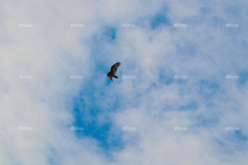 bird in the blue sky