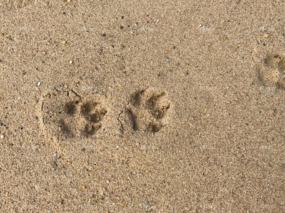 Footprints of an animal, a dog