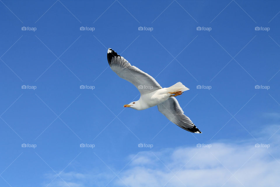 Seagull