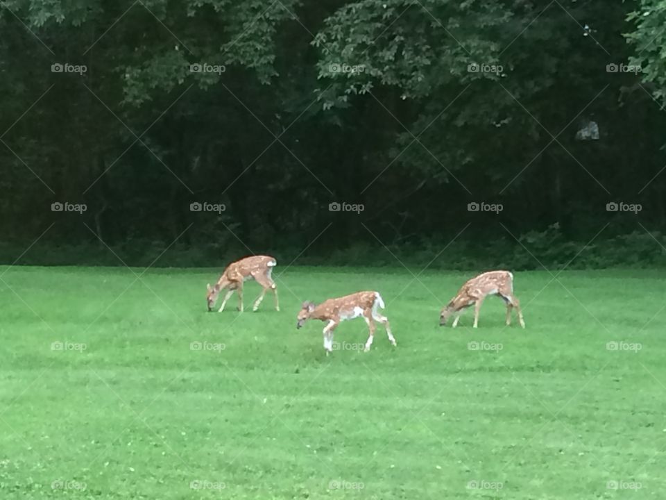 Family of deer