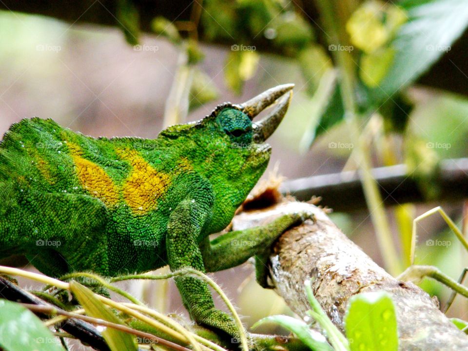 Chameleon in Uganda
