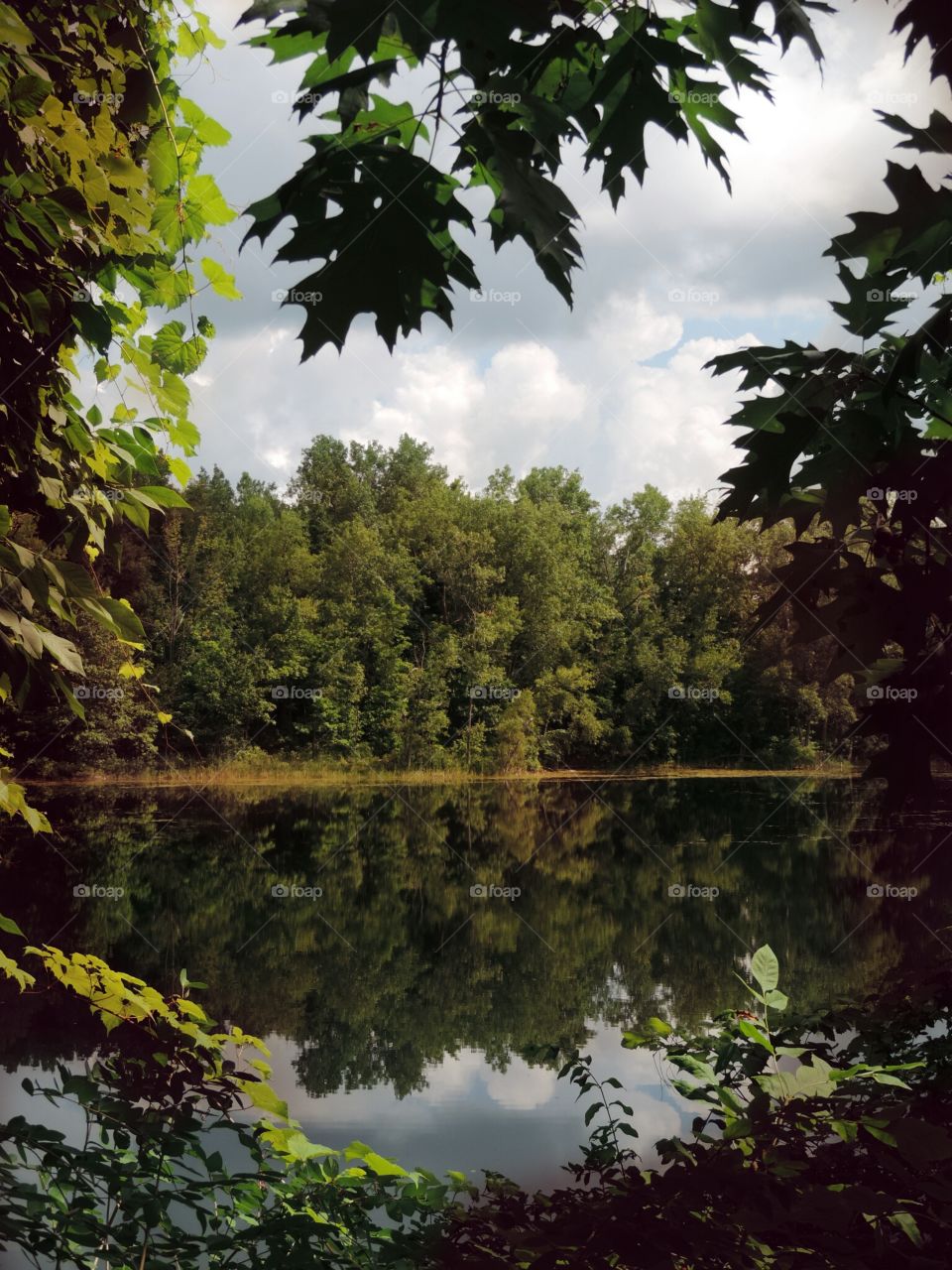 Window in the wilderness. a secret pond through a gap in the trees