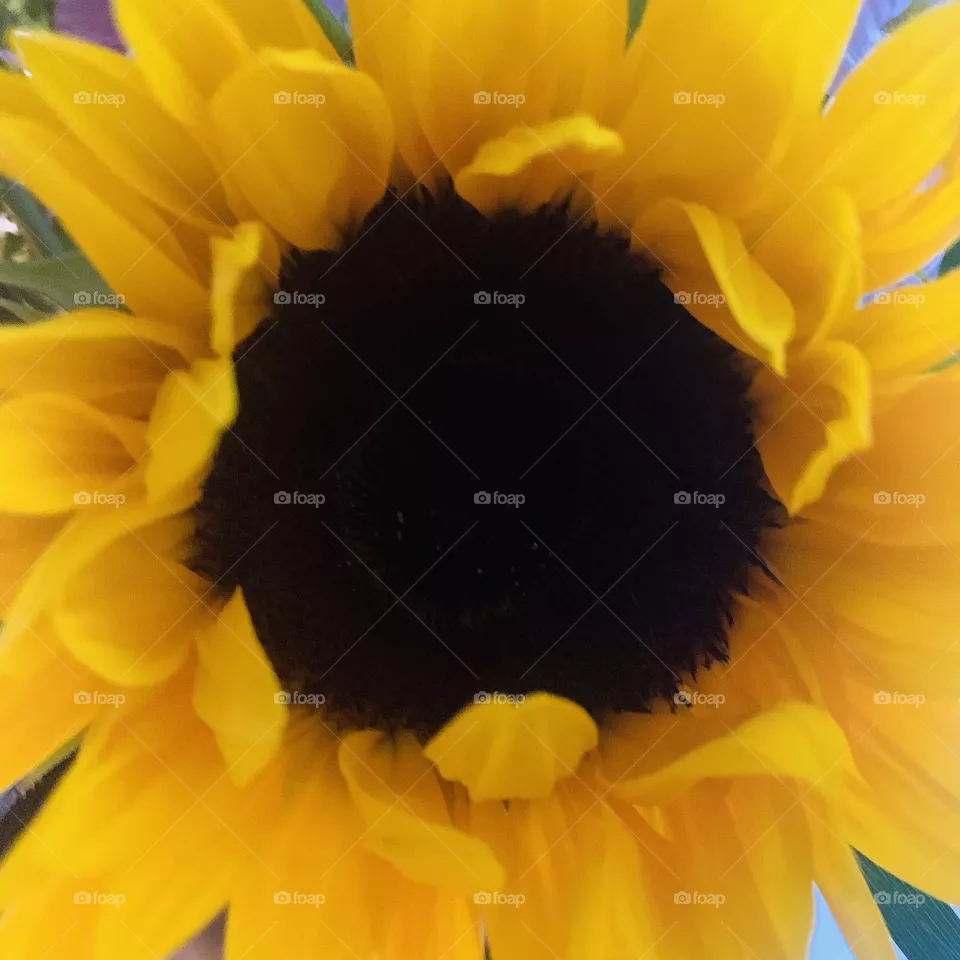 Beautiful sunflower 🌻