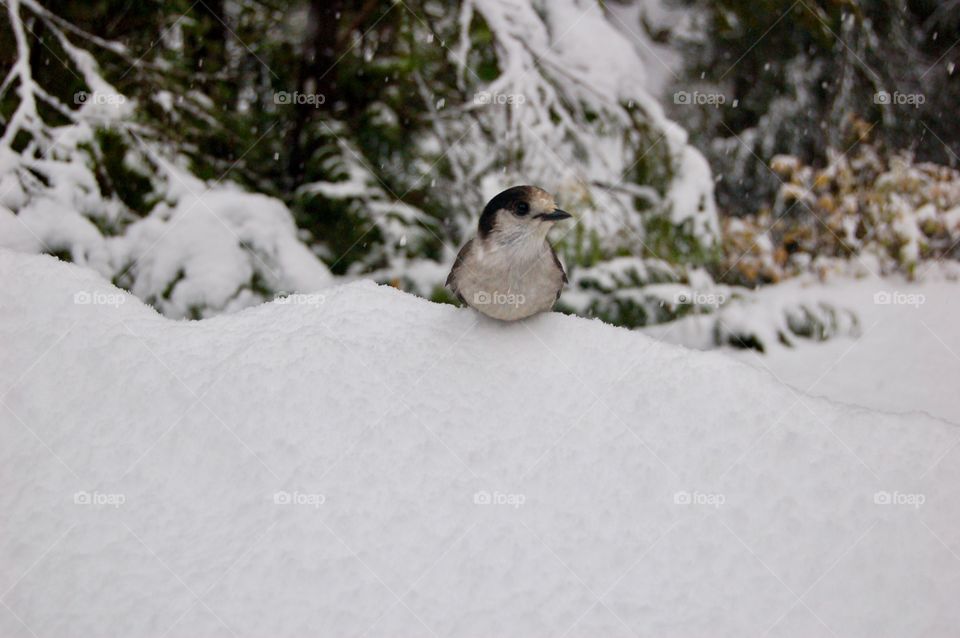 Snowy Chickadee