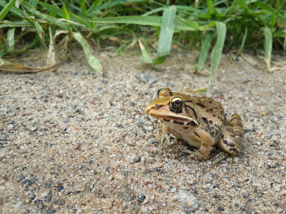 frog