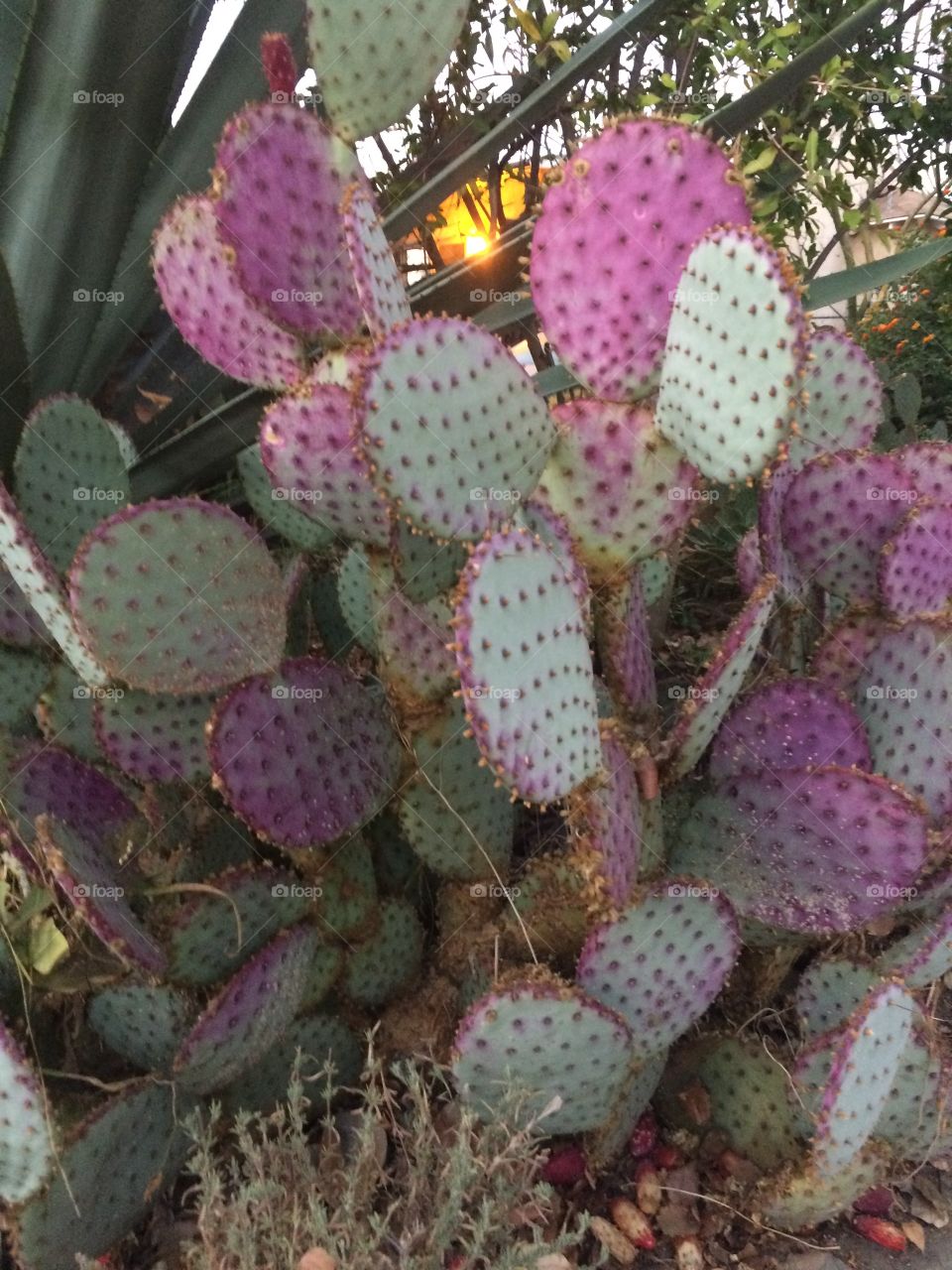 Cactus 