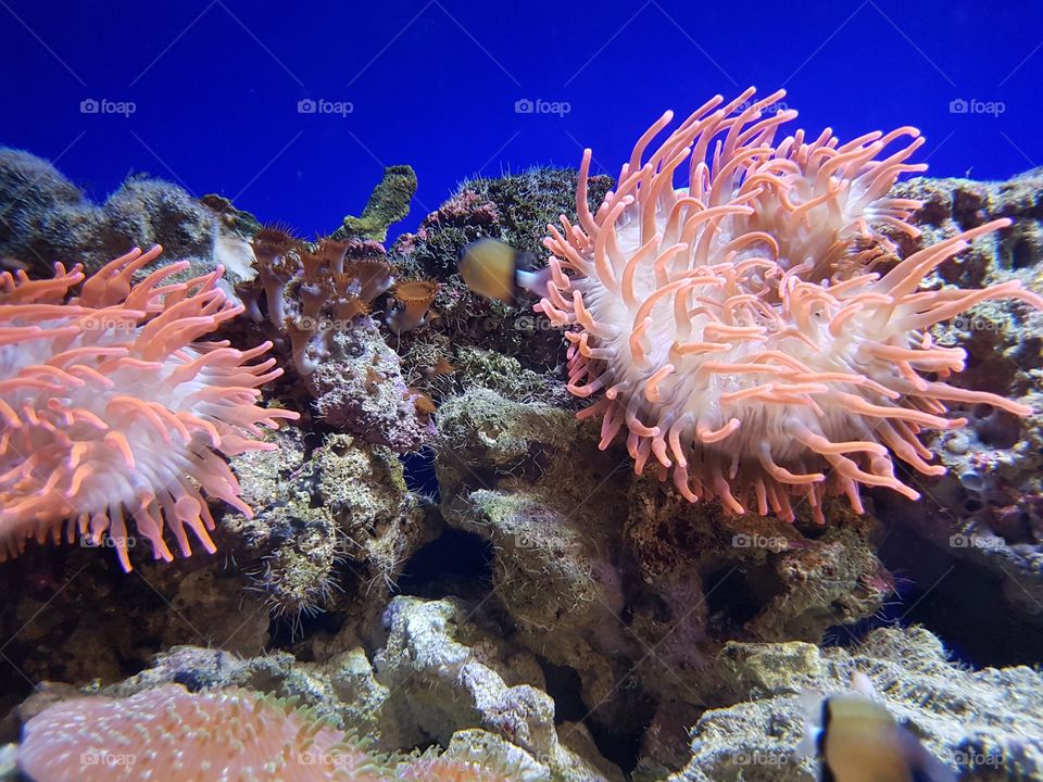 Anemones and corals underwater  in aquarium