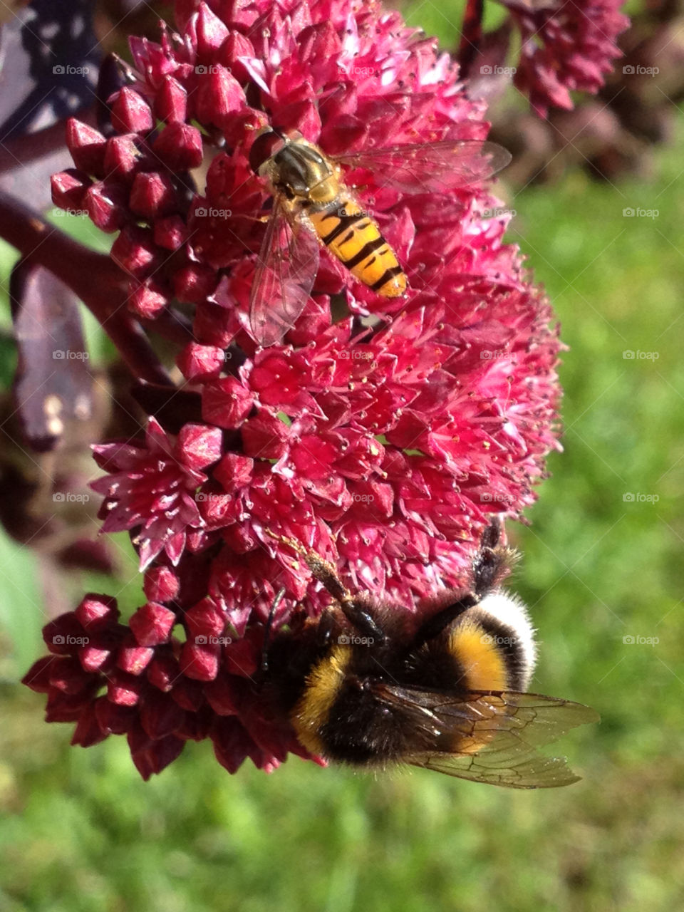 sweden nature flower bumblebee by shec