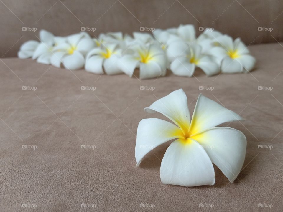 Beautiful Plumeria Flowers