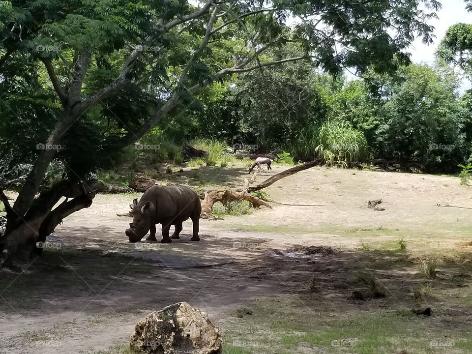 A black rhino grazes off in the distance.