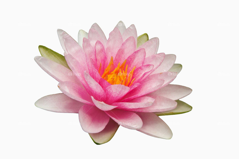 pink flower petal lotus by sonchai