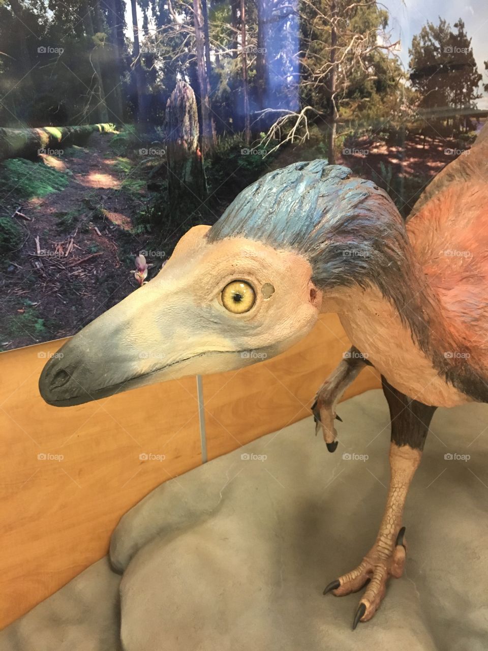 Troodon dinosaur display 