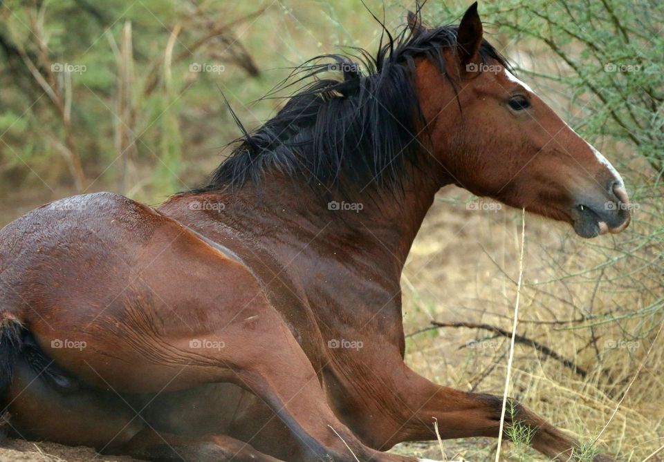Wild Horse Lying in Grass