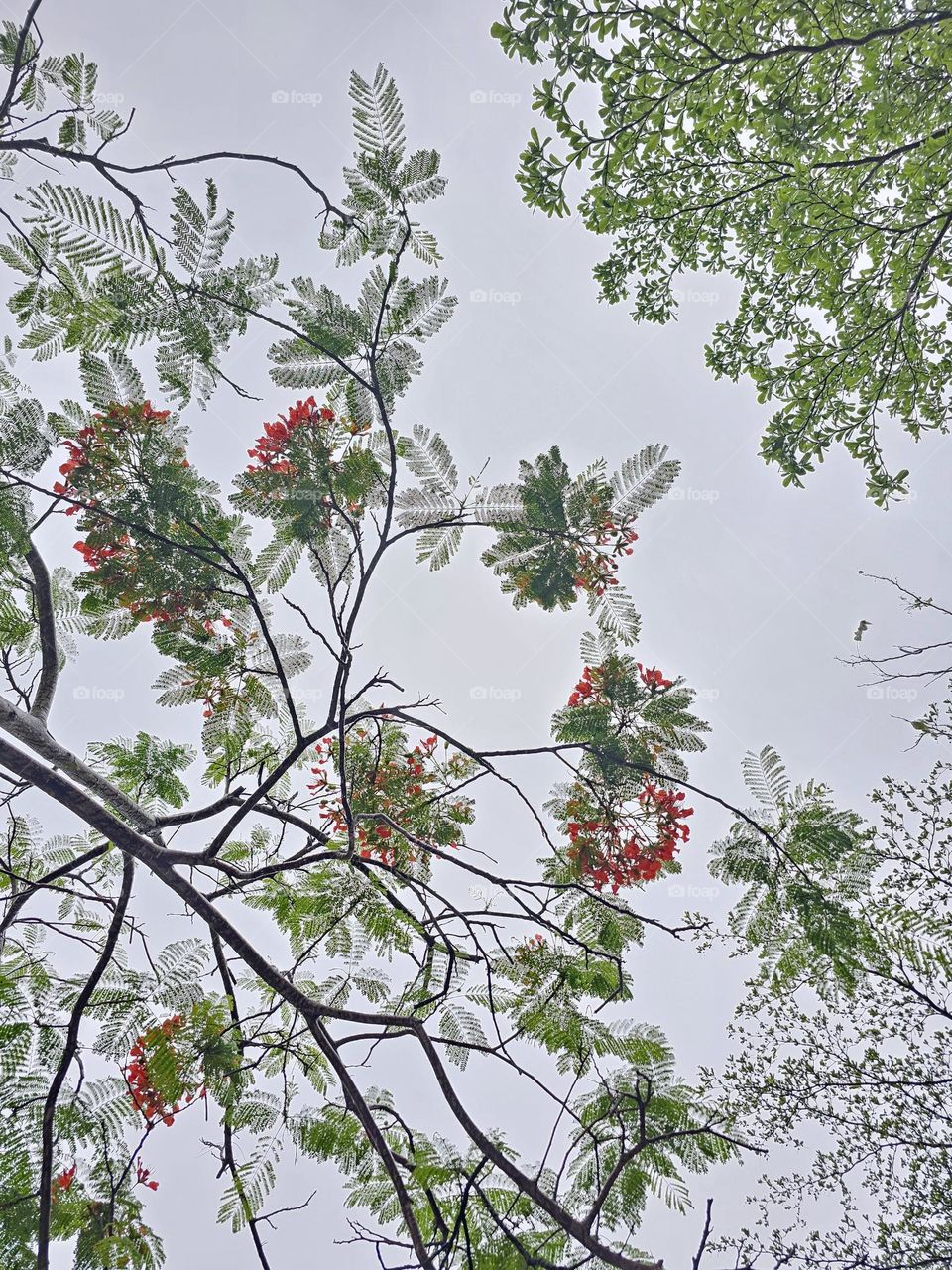 Leaves, branches, red flowers of a tree