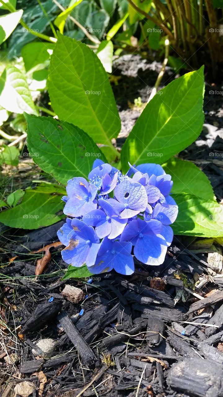 Blue Hydrangea laying down