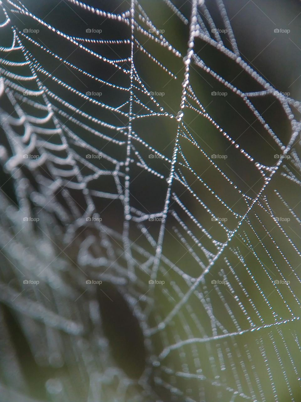 Dewdrops in cobwebs.